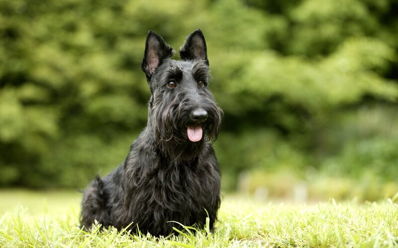 black scottish terrier on grass