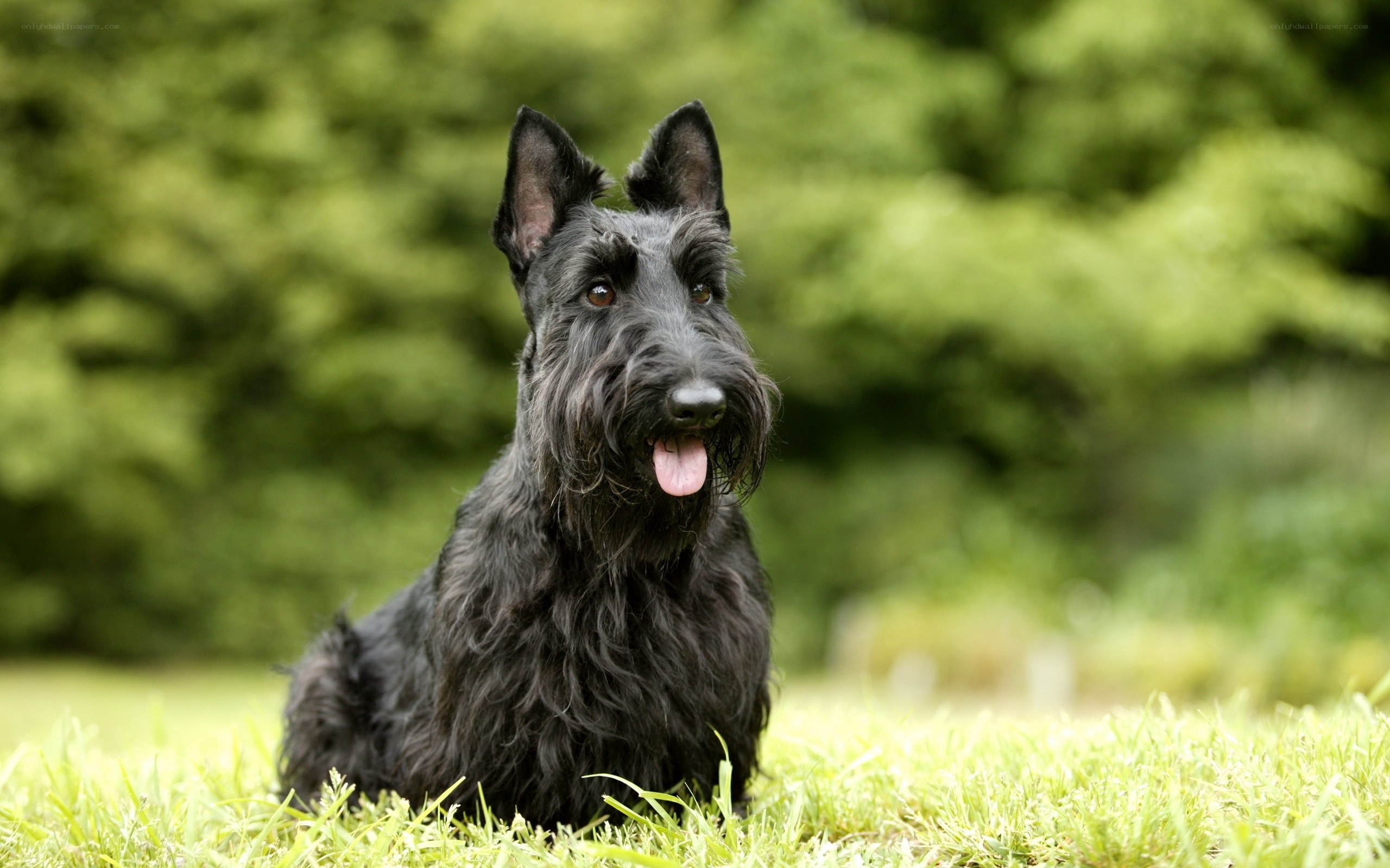 black scottish terrier on grass