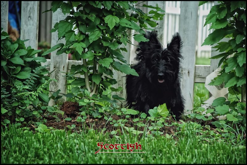 Black Scottish Terrier