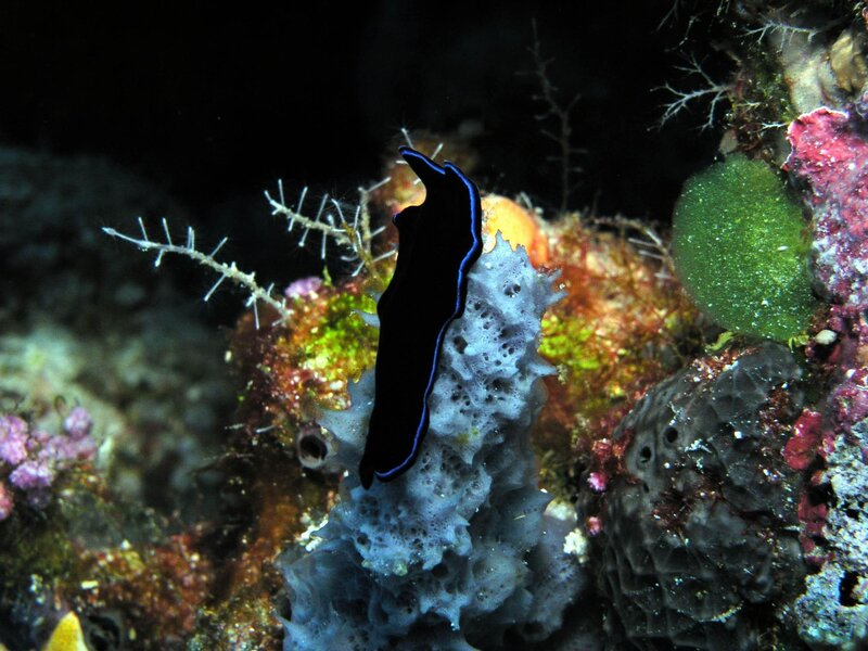 Black sea slug on coral reef