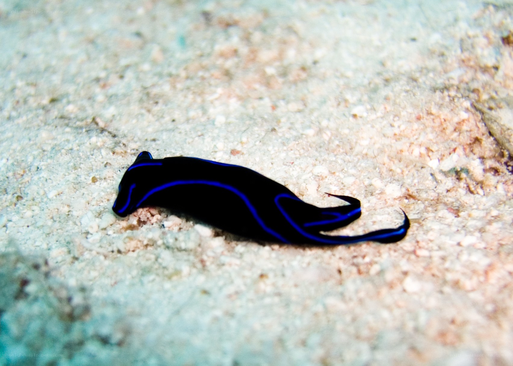black sea slug with blue lines