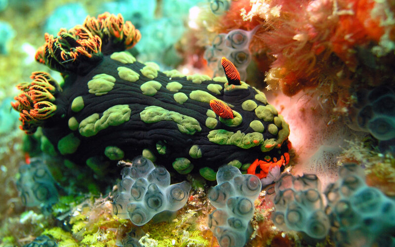Black Sea Slug with Green Spots