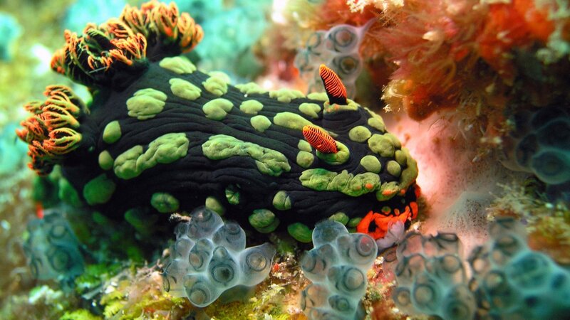 Black Sea Slug with Green Spots — Vibrant