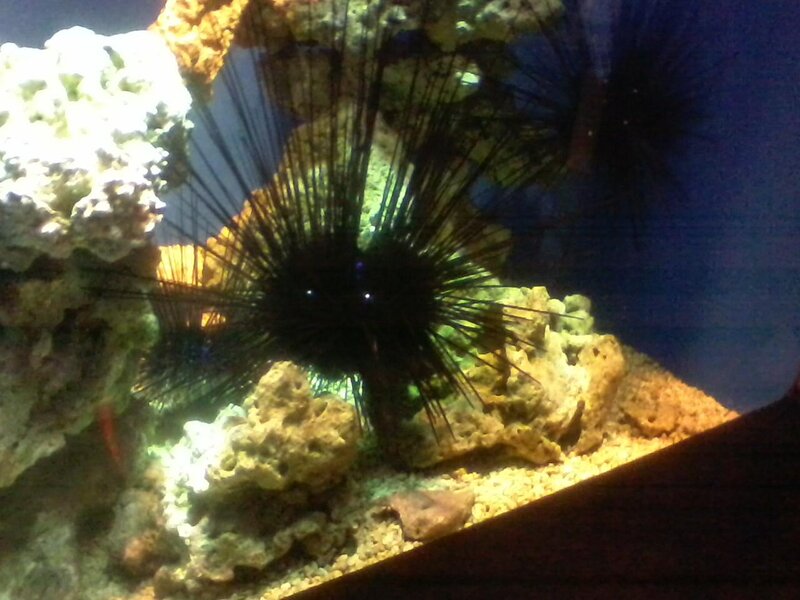 Black Sea Urchin