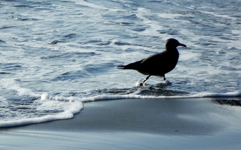 Black Seagull on Beach