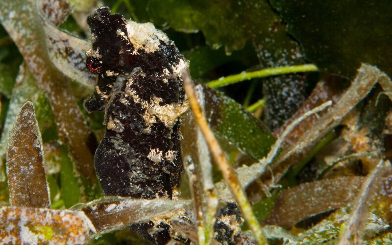 Black Seahorse in Seaweed