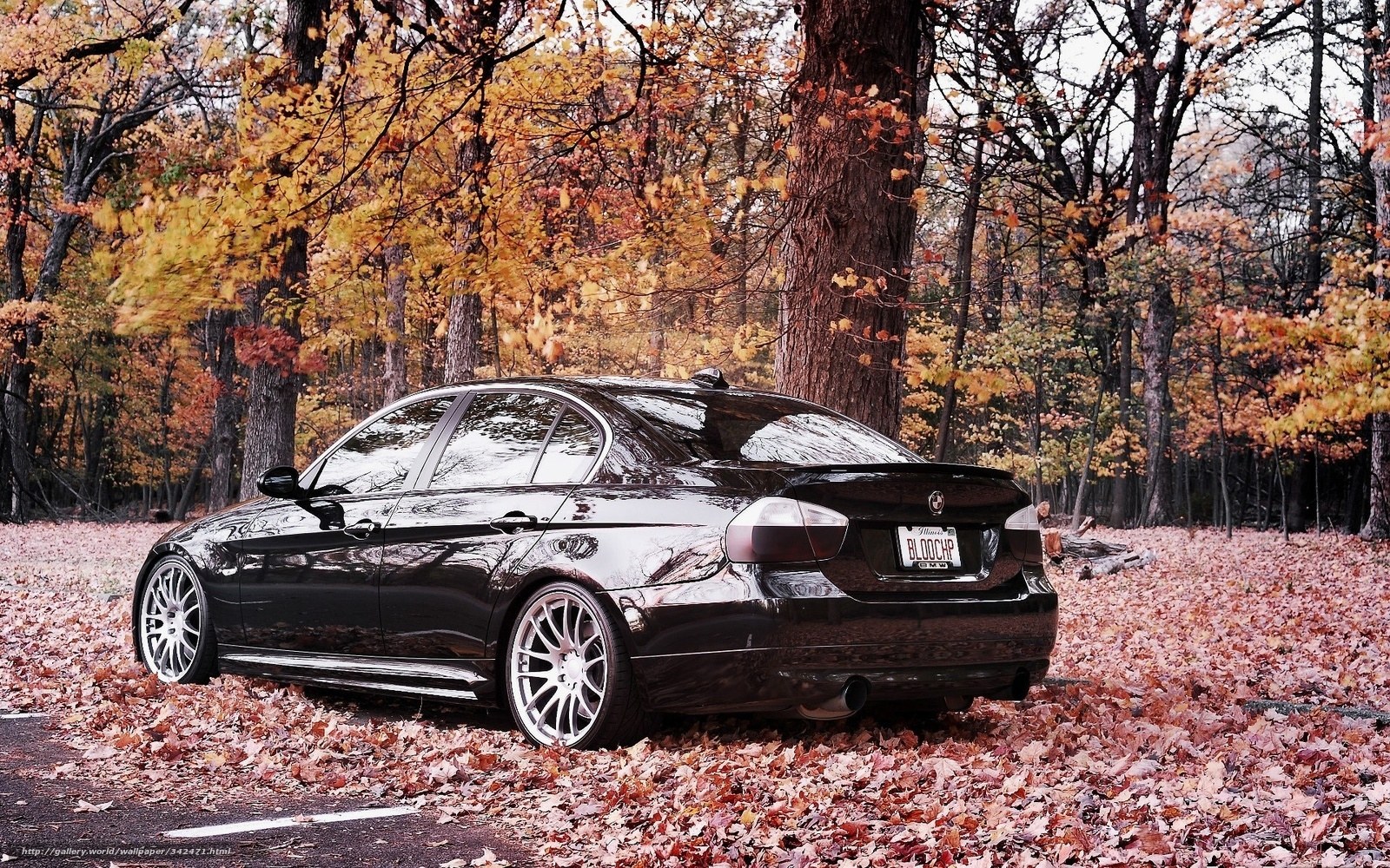 Black sedan in autumn forest