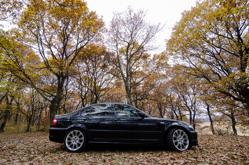 Black Sedan in Forest — Serene