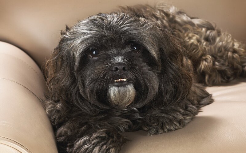 Black Shaggy Dog — Brown, Calm