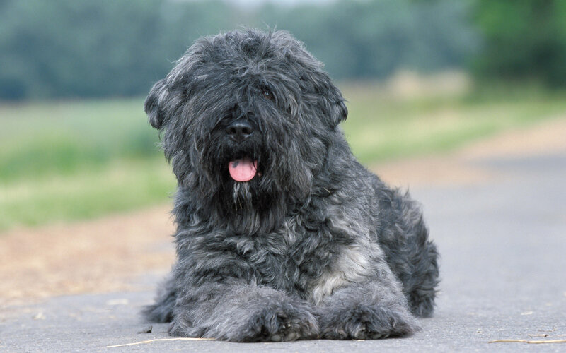 Black Shaggy Dog — Gray
