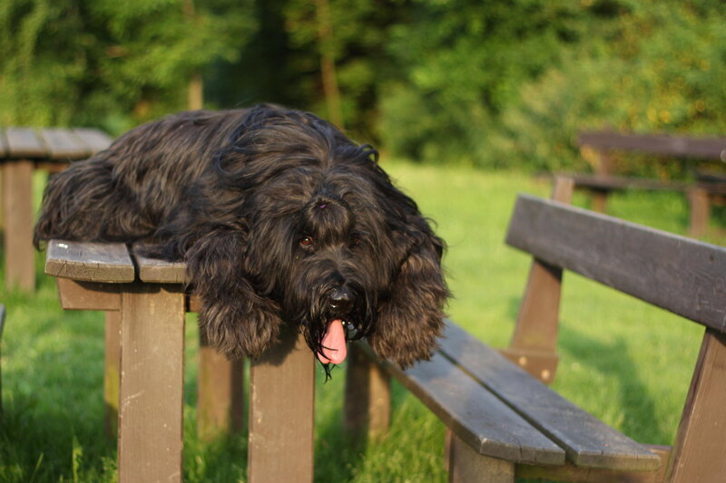 Black Shaggy Dog — Green