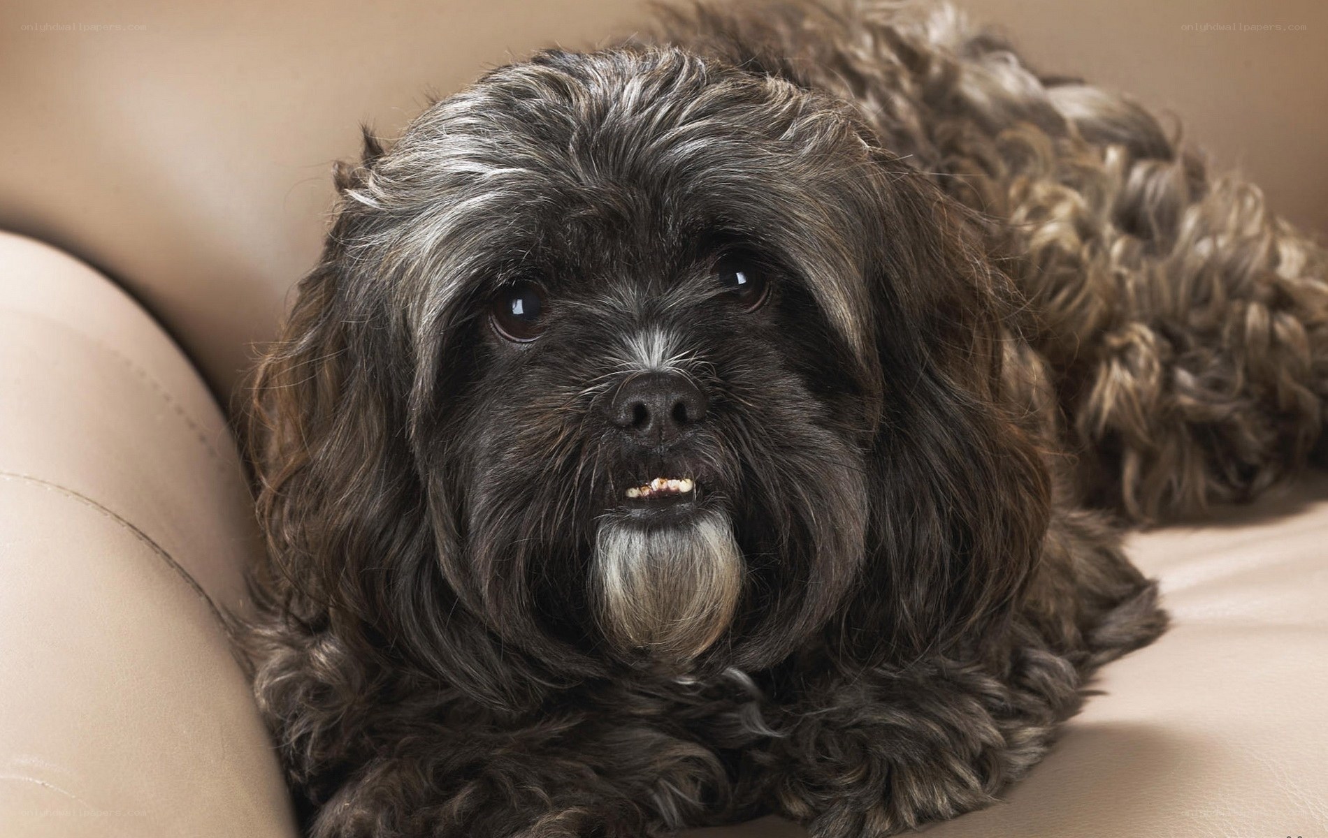 black shaggy dog on couch