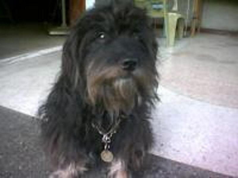 black shaggy dog sitting