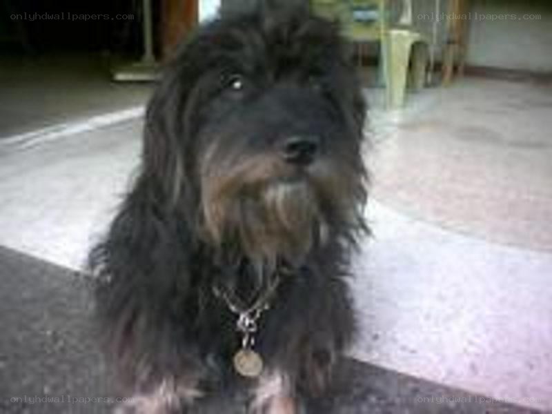 black shaggy dog sitting