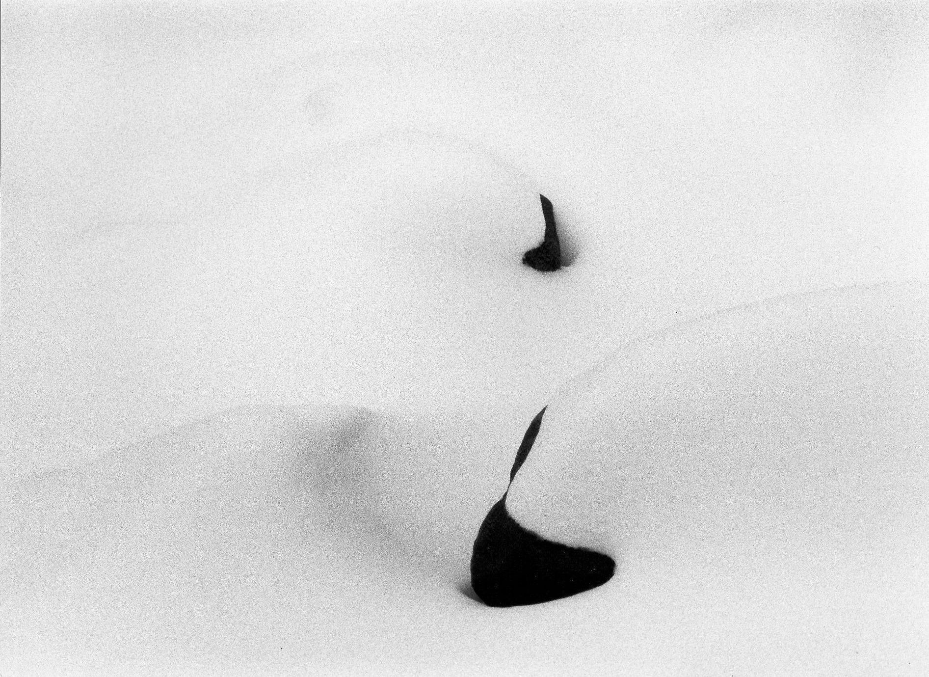 Black shapes in white snow