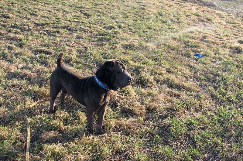 Black Shar-Pei dog in a field