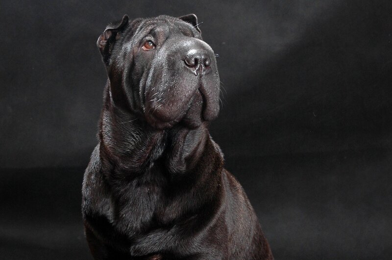 black shar-pei dog portrait