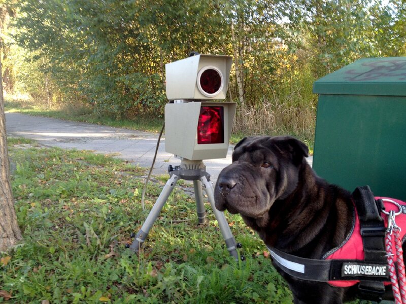 Black Shar-pei Dog