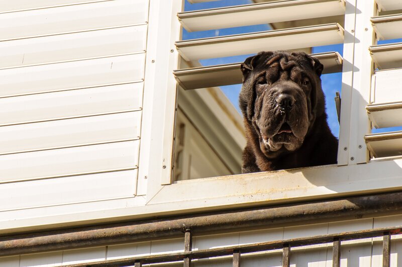 Black Shar-pei Dog — White