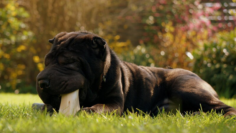 Black Shar-pei Puppy — Green