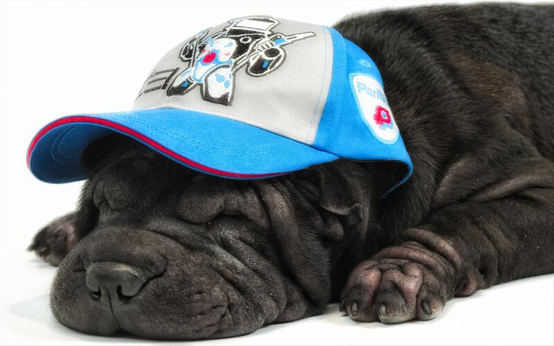 Black Shar-pei Puppy