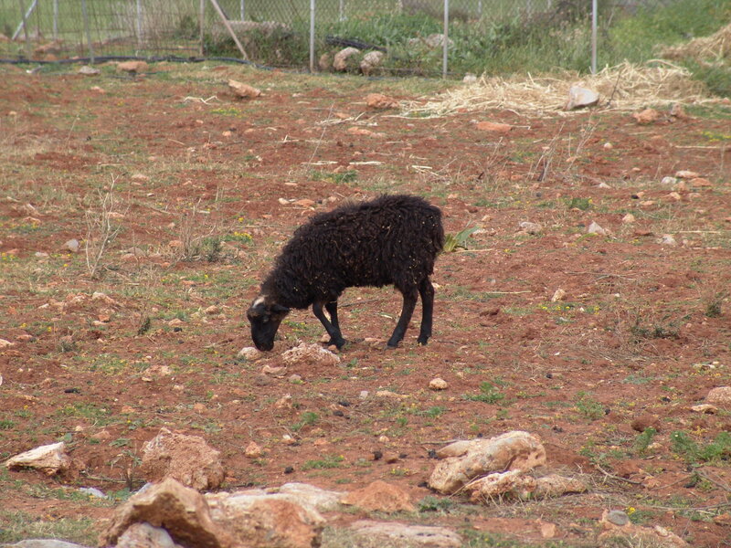 Black sheep grazing in a field