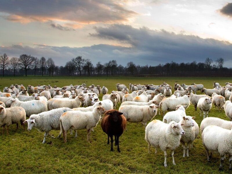 Black Sheep in Flock