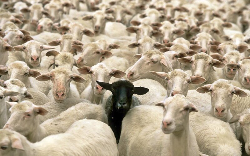 Black Sheep in Flock — White