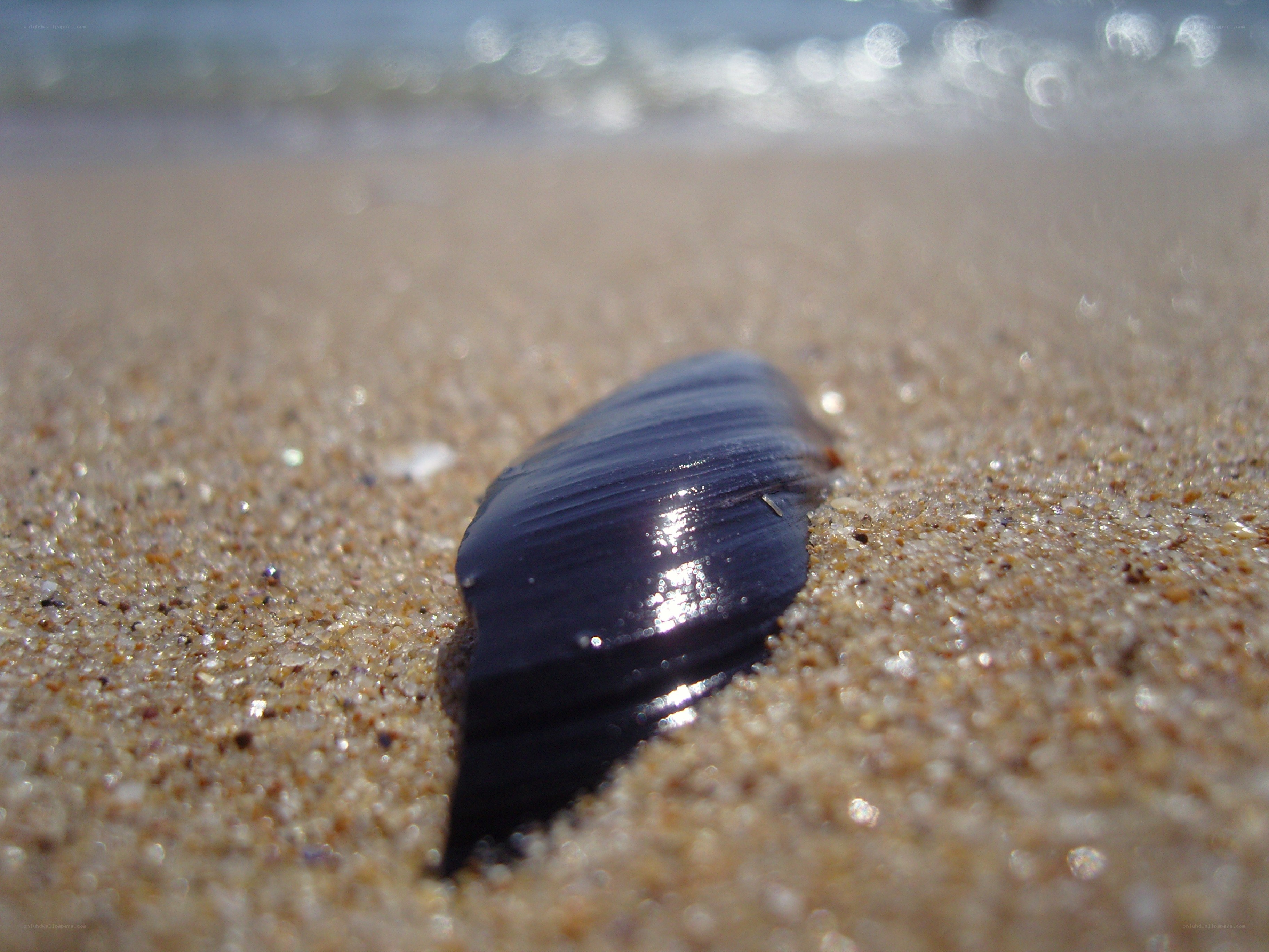 Black shell on sandy beach