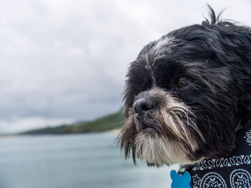 Black Shih Tzu Dog