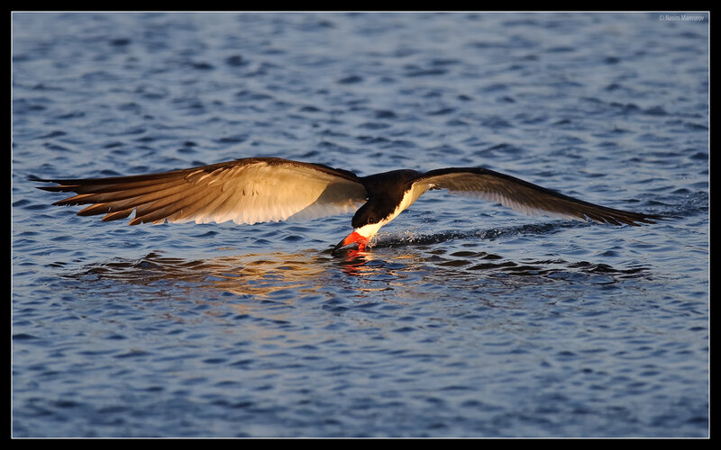 Black Skimmer Bird — Blue