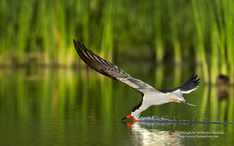 Black Skimmer Bird