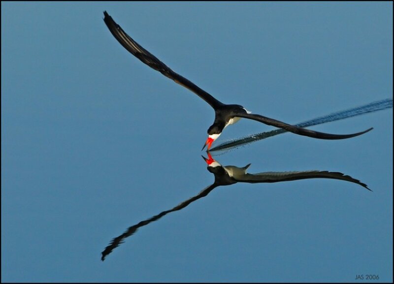 Black skimmer birds in flight