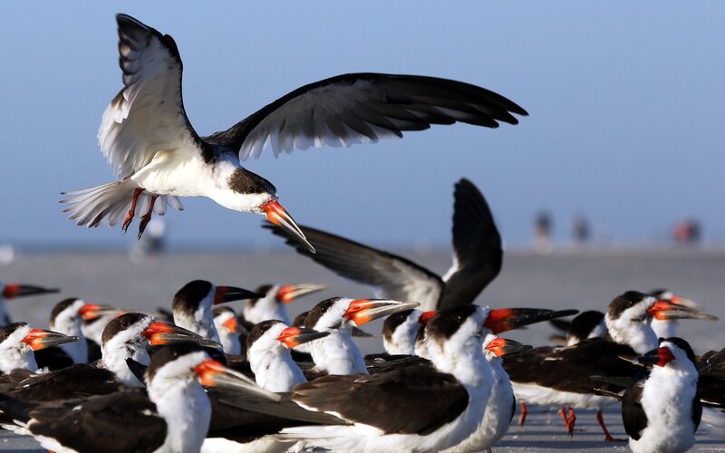 Black Skimmer birds on a beach
