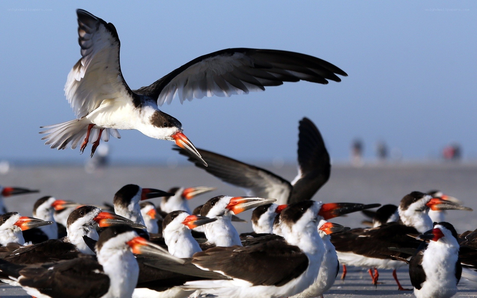Black Skimmer birds on a beach
