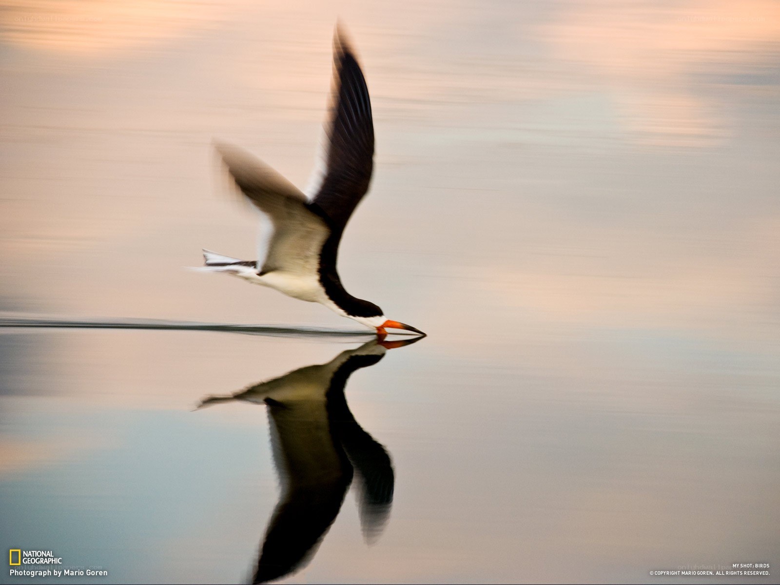 Black Skimmer Flying Low