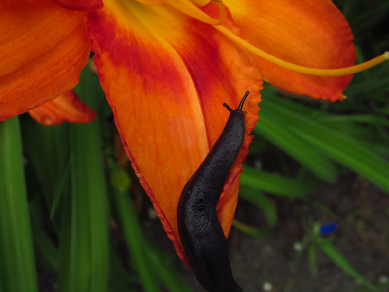 Black Slug on Flower