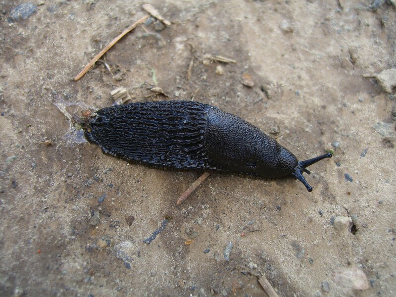 black slug on ground