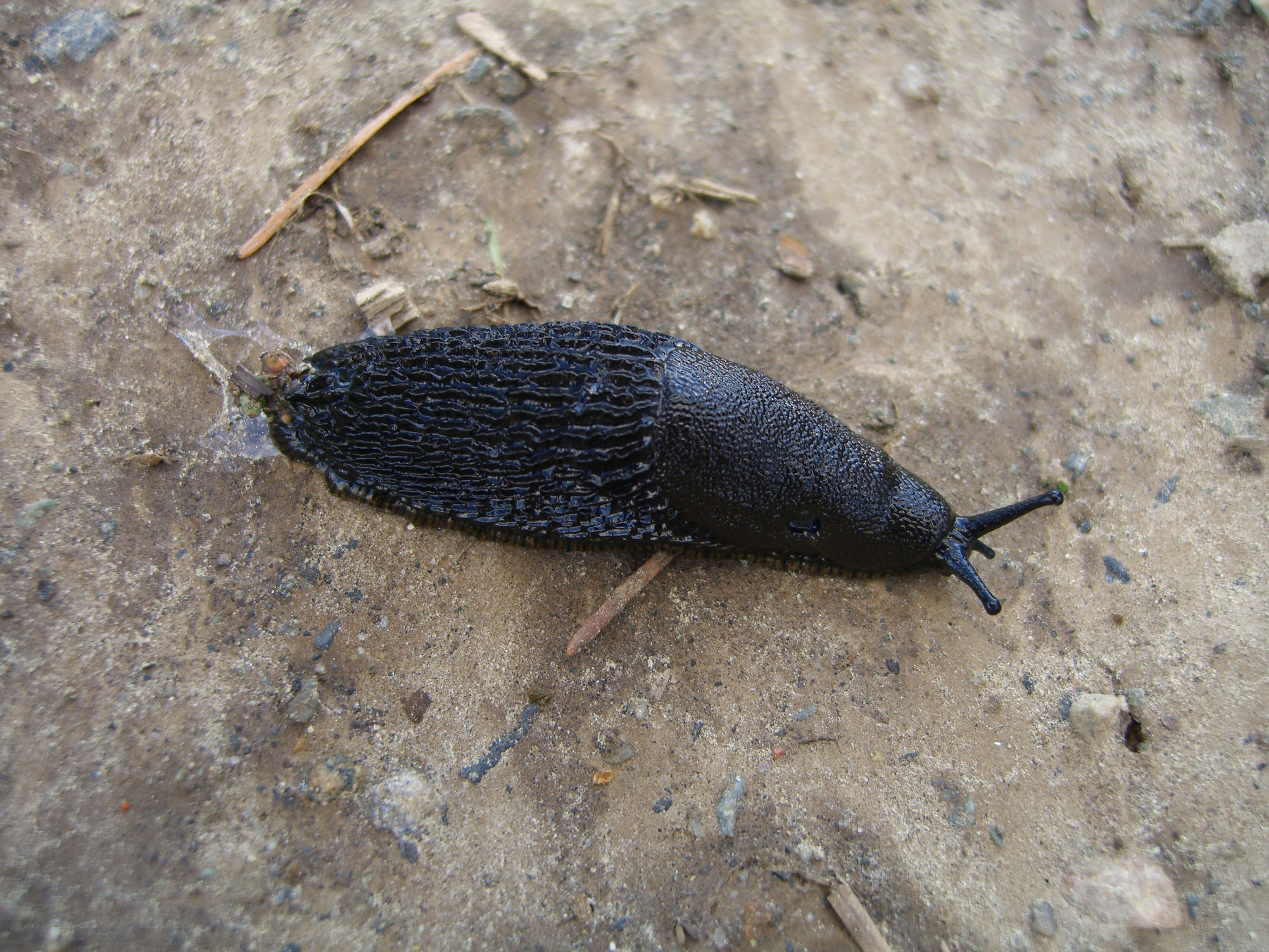 black slug on ground