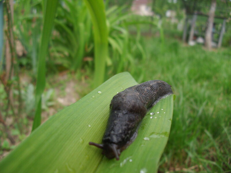 Black Slug on Leaf