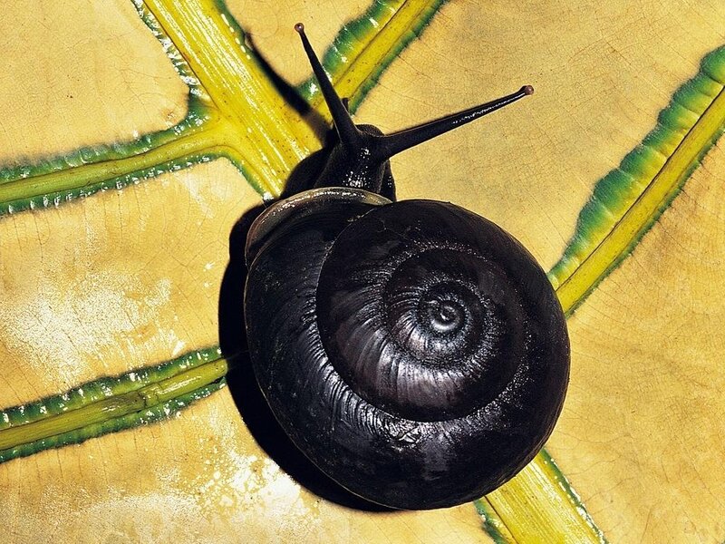 Black Snail on Leaf