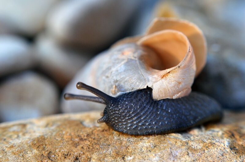Black Snail on Rock