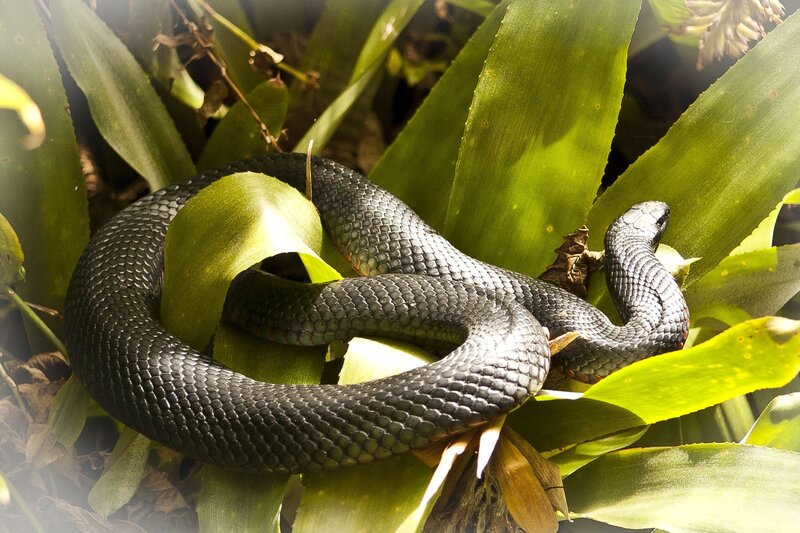 Black Snake Coiled in Leaves