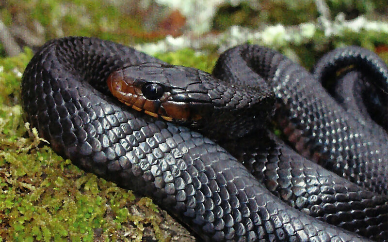 Black Snake Coiled on Moss
