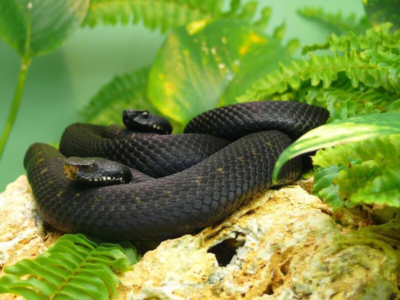 Black Snake Coiled on Rock