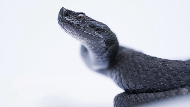 Black Snake Head — Neutral