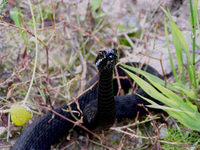 Black Snake in Grass — Alert
