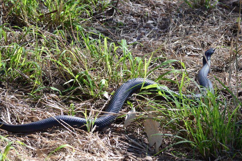Black Snake in Grass — Natural