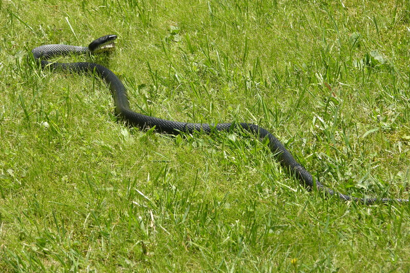 Black snake in grass