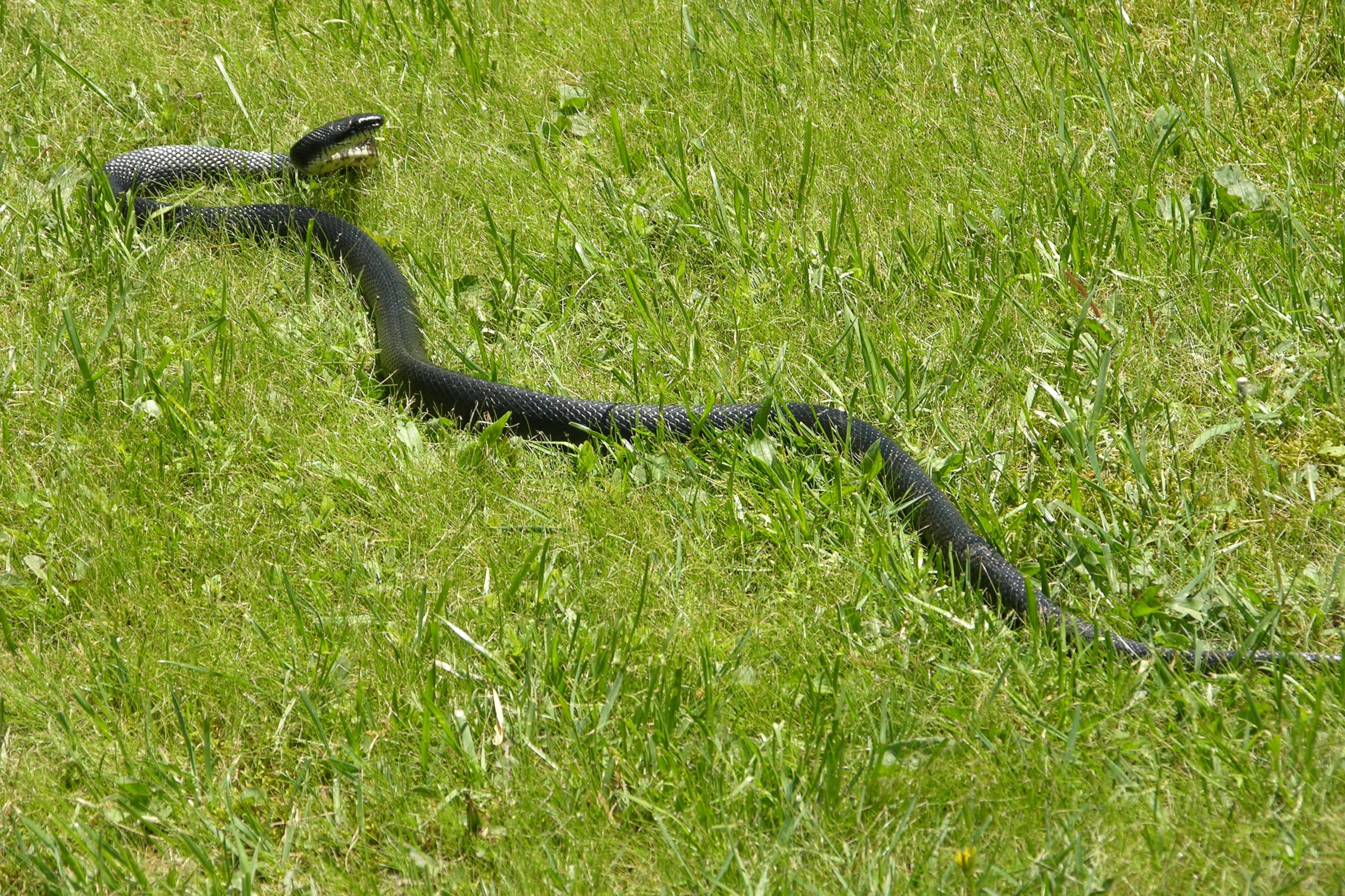 Black snake in grass